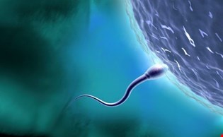 supporting image for Component 2 - Sexual reproduction in humans - Blended learning