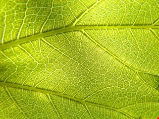 supporting image for Component 1 - Photosynthesis uses light energy to synthesise organic molecules - Blended learning