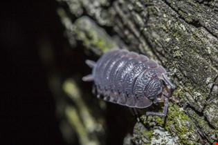 supporting image for Behaviour – Turn alteration in woodlice