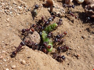 supporting image for Investigating ant behaviour 