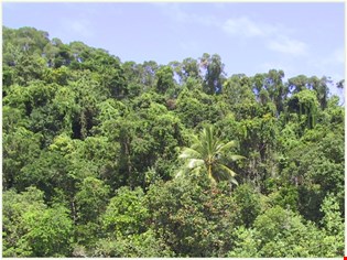 supporting image for Ecosystems – tropical rainforests 
