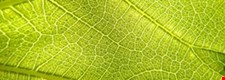 Component 1 - Photosynthesis uses light energy to synthesise organic molecules - Blended learning